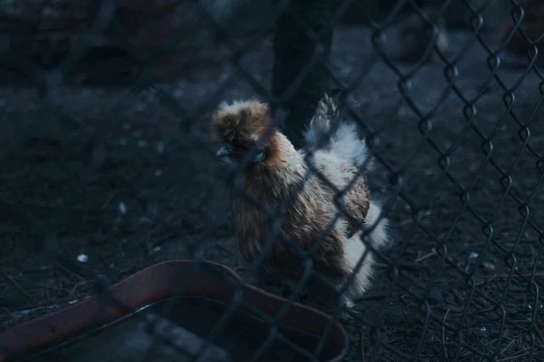 a close up of a chicken behind a fence, by Elsa Bleda, cinematic full body shot, fan favorite, sad scene, nighttime