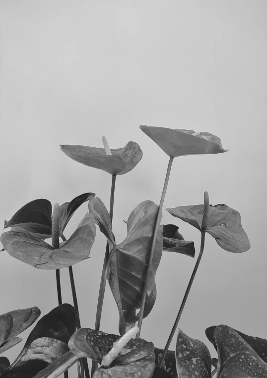 a black and white photo of a potted plant, postminimalism, lily pads, monstera deliciosa, under a gray foggy sky, anna nikonova