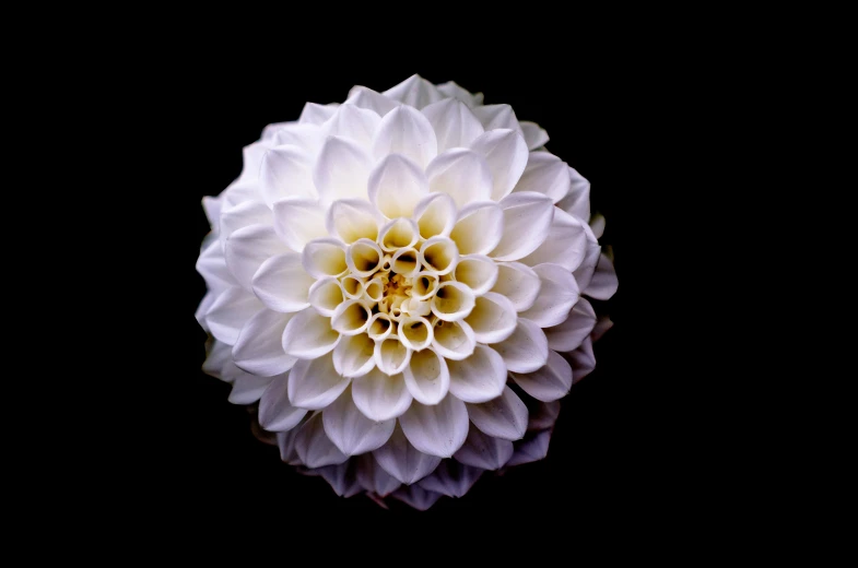 a close up of a white flower on a black background, giant dahlia flower crown head, perfect symmetry, intricate flower designs, albino dwarf