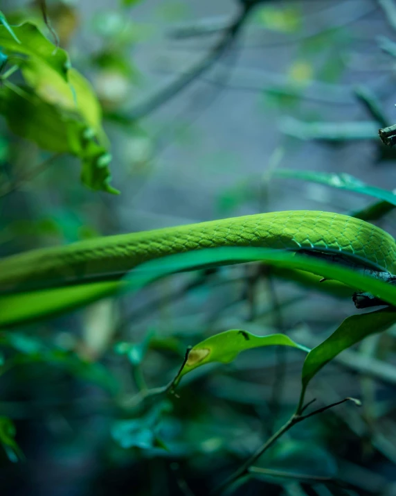 a close up of a snake on a tree branch, by Adam Marczyński, pexels contest winner, sumatraism, pale green glow, next to a plant, fish tail, large)}]