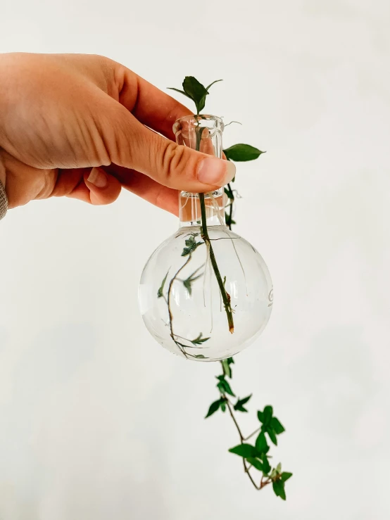 a person holding a glass vase with a plant in it, organic ornament, clear detailed view, edison bulb, handcrafted