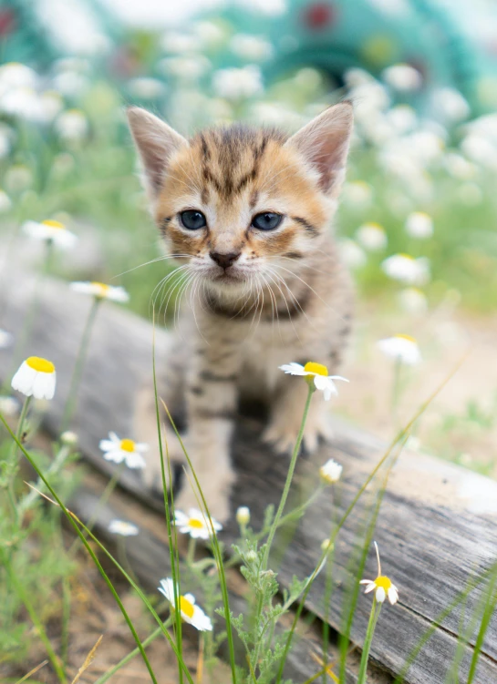 a small kitten standing on top of a wooden log, by Julia Pishtar, trending on unsplash, in a field of flowers, avatar image, sand cat, getty images