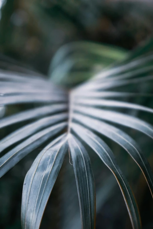 a close up of a leaf of a plant, inspired by Elsa Bleda, unsplash, hurufiyya, tropical palms, grey, medium format, multiple stories