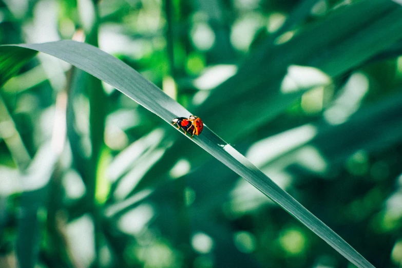 a lady bug sitting on top of a green leaf, by Jan Rustem, unsplash, visual art, in the high grass, close together, 🦩🪐🐞👩🏻🦳, minimalist