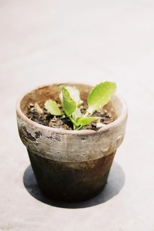 a close up of a small plant in a pot, unsplash, weathered olive skin, mint, nanae kawahara, made of glazed