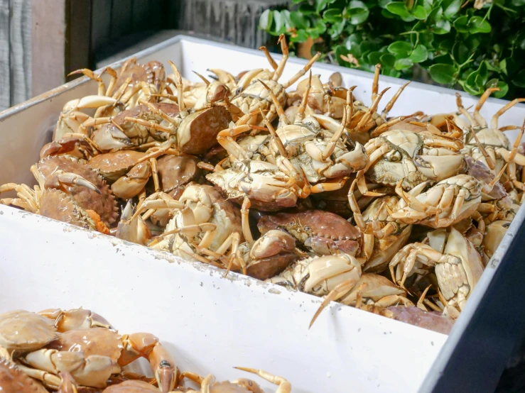 a box full of crabs sitting on top of a table, listing image, thumbnail, midsummer, frontal close up