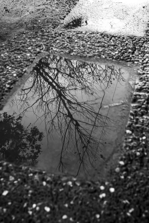 a black and white photo of a puddle of water, flickr, land art, in a square, tree's, mirror background, ffffound