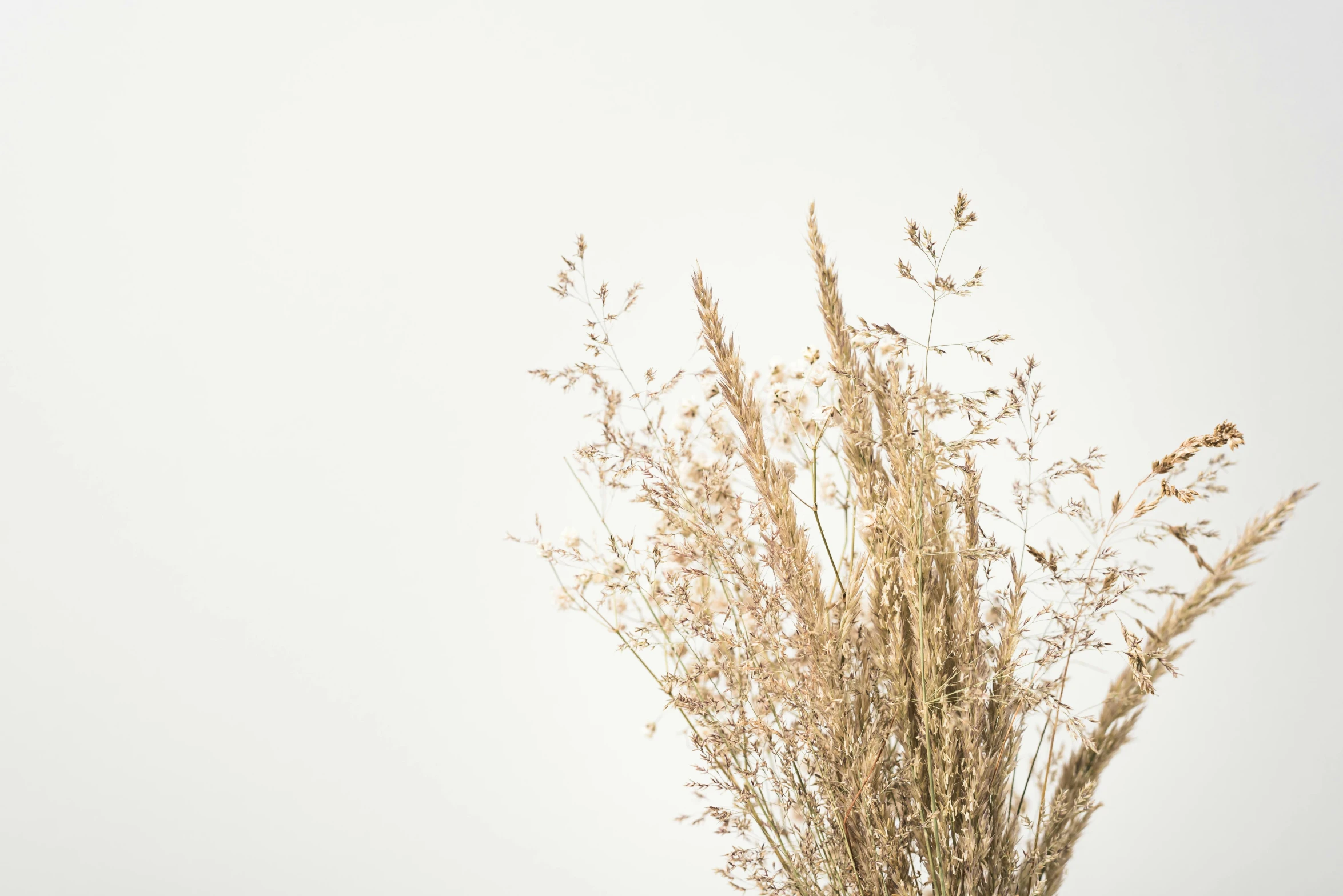 a vase filled with dried grass on top of a table, by Andries Stock, trending on unsplash, minimalism, white backdrop, background image, flowers and gold, high quality product photo