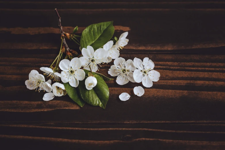 a bunch of white flowers sitting on top of a wooden table, plum blossom, background image, laura watson, mahogany wood