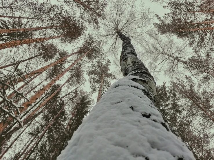 a tall tree covered in snow in a forest, pexels contest winner, worm's eye view from floor, siberia!!, tall thin, unsplash 4k