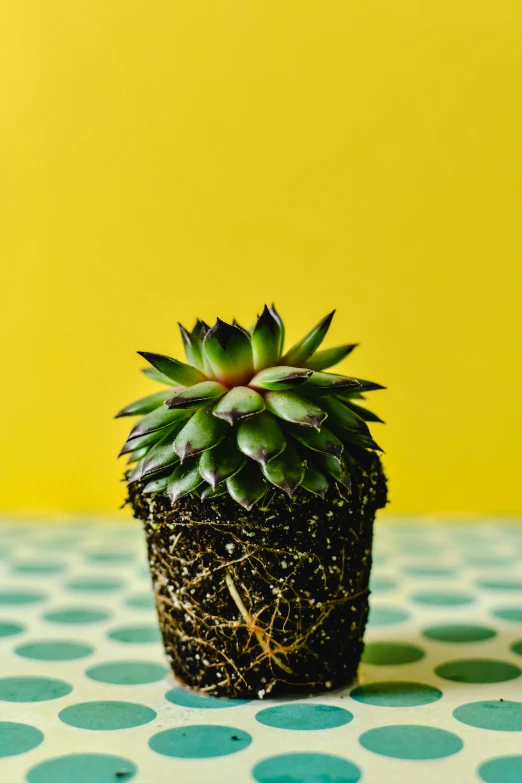 a small potted plant sitting on top of a polka dot tablecloth, inspired by Elsa Bleda, shutterstock contest winner, pop art, yellow spiky hair, you grow. then you focus on shit, topknot, ( ultra realistic