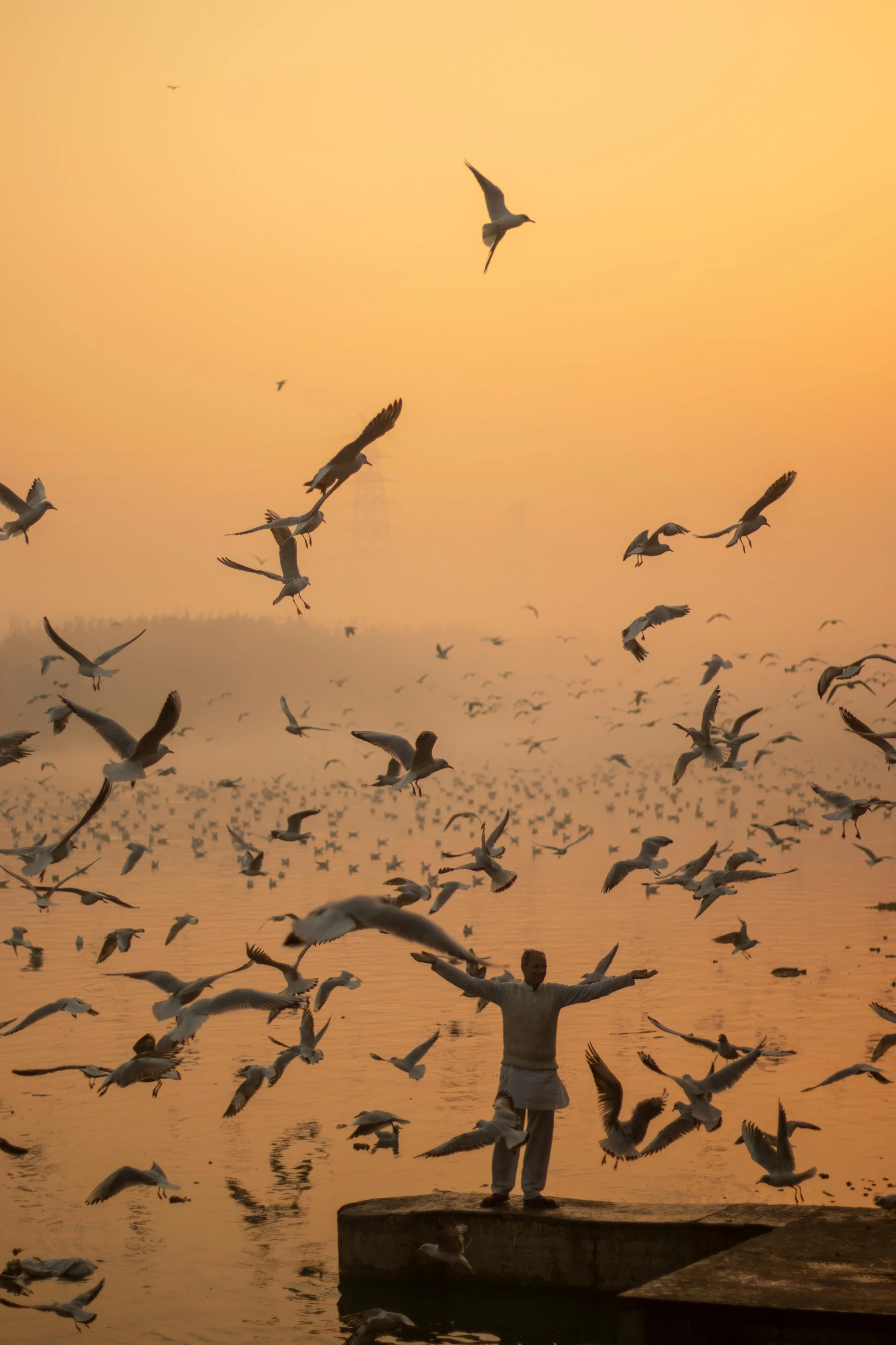 a man standing on a dock surrounded by seagulls, inspired by Steve McCurry, happening, indore, flying through sunset, dust partiles in the air, in front of a large crowd