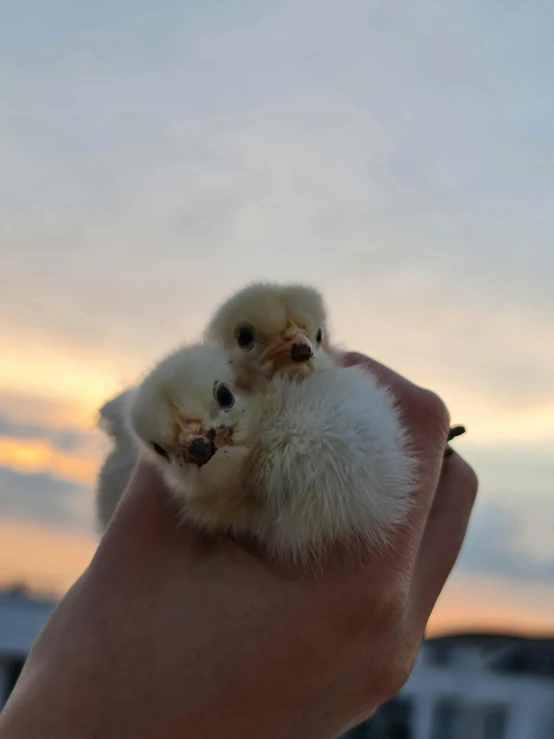 a person holding a baby chicken in their hand, by Matt Cavotta, reddit, happening, large twin sunset, penguinz0, intense albino, astri lohne