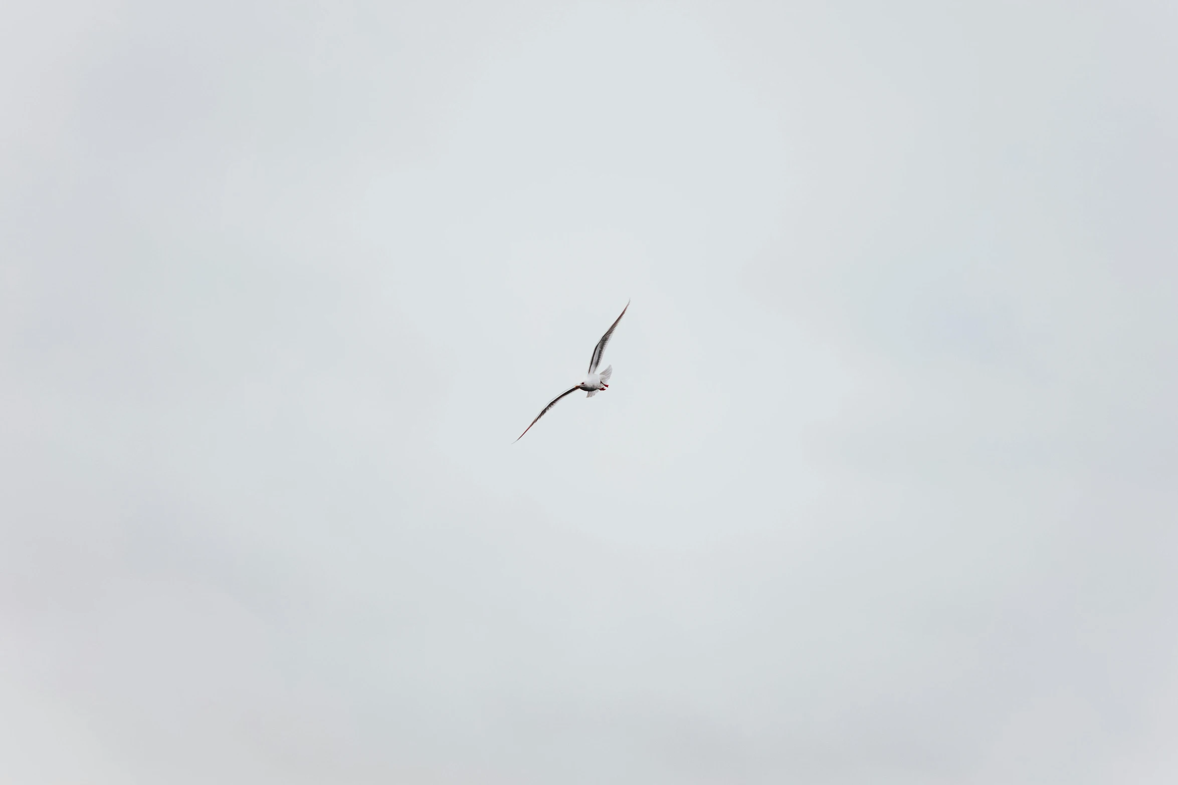 a bird that is flying in the sky, by Attila Meszlenyi, unsplash, minimalism, white, swift, hunting, long shot from back