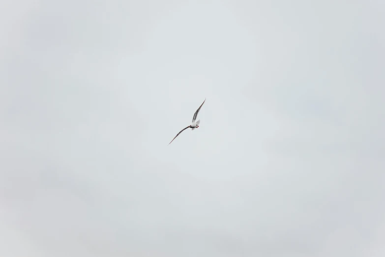 a bird that is flying in the sky, by Attila Meszlenyi, unsplash, minimalism, white, swift, hunting, long shot from back