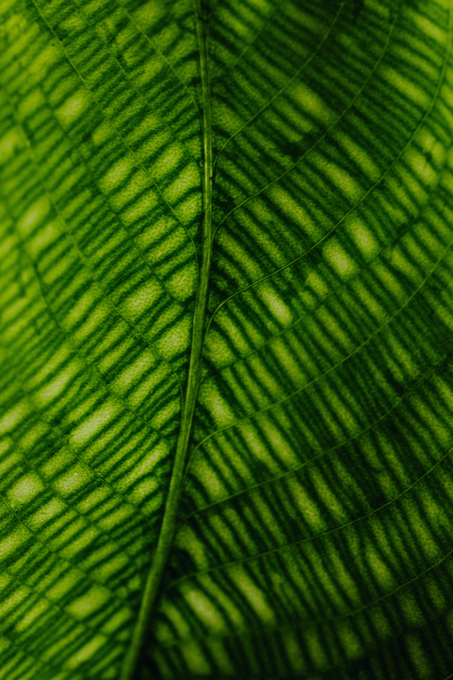 a close up view of a green leaf, by Andrew Domachowski, renaissance, striped, extreme detail photo quality, green: 0.5, grain”