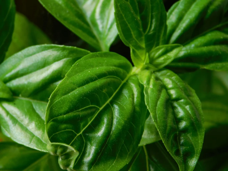 a close up of a plant with green leaves, basil leaves instead of leaves, chiseled features, zoomed in, detailed product image