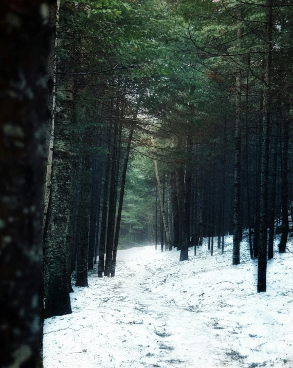 a forest filled with lots of trees covered in snow, an album cover, unsplash contest winner, renaissance, grainy film still, ((forest)), hiking trail, photo 8 k