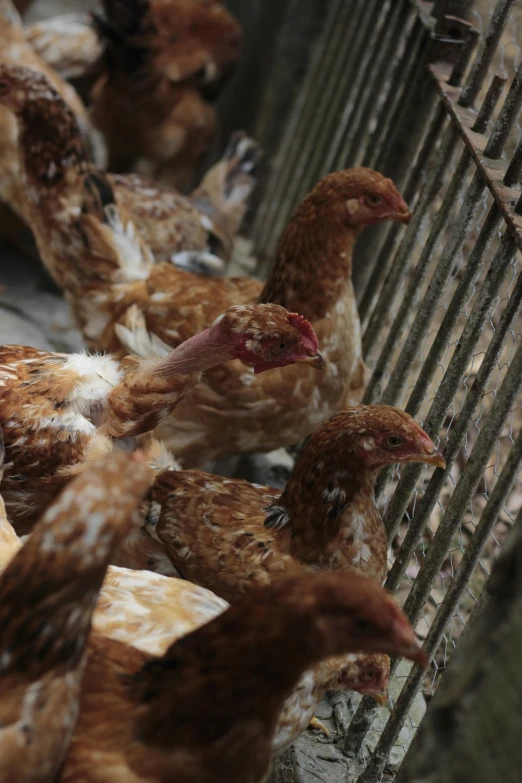 a group of brown and white chickens in a cage, slide show, multiple stories, environmental shot