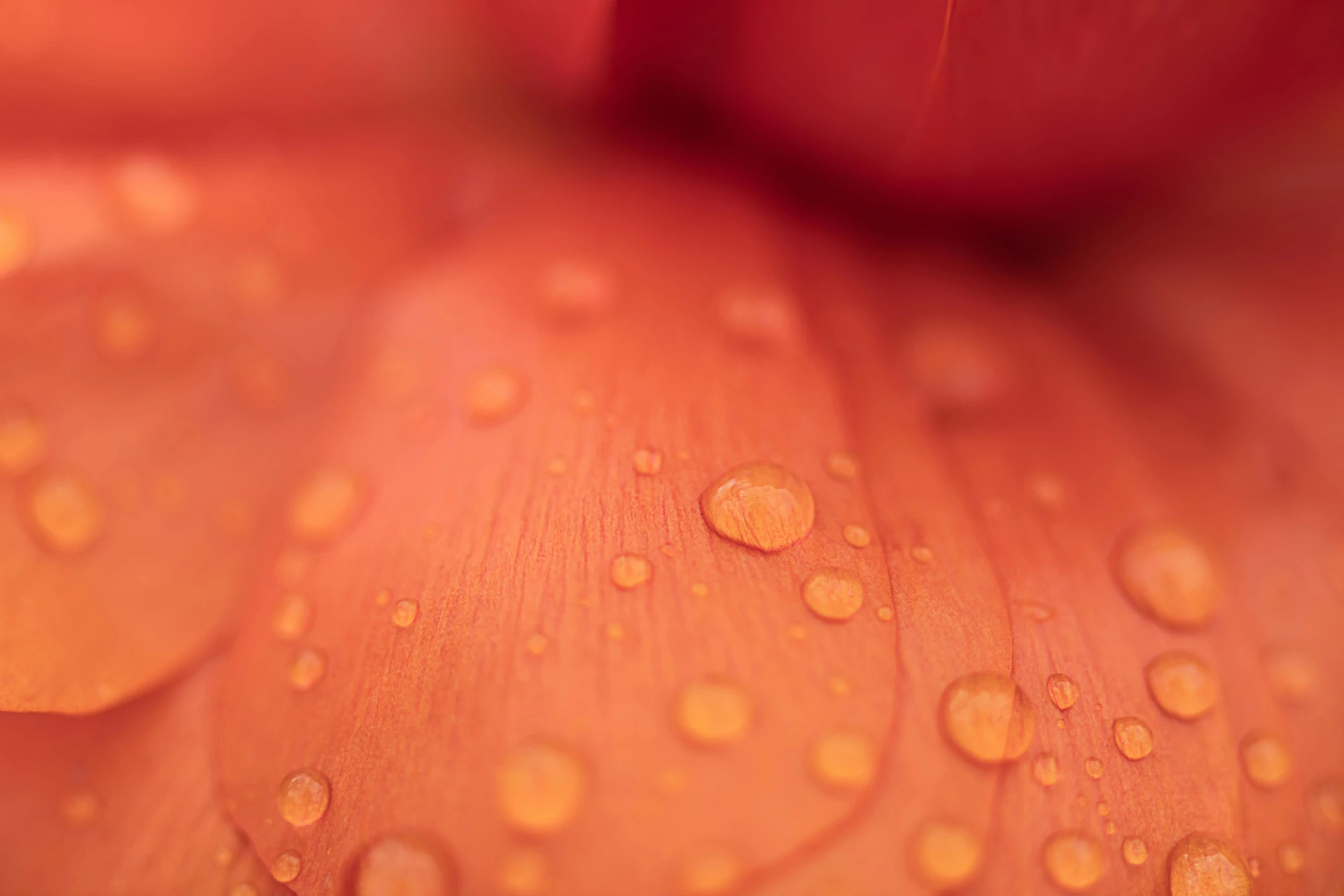 a close up of a flower with water droplets on it, a macro photograph, by Thomas Häfner, unsplash, soft red texture, peach, high quality photo, ultrafine detail ”