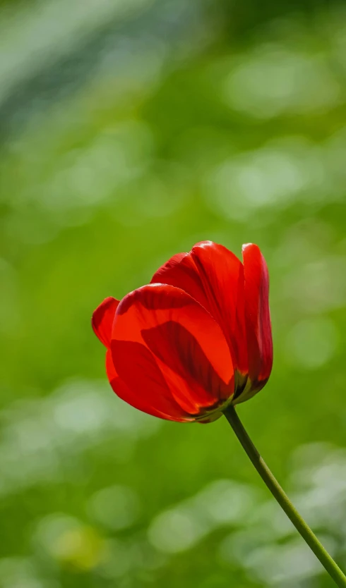 a single red flower sitting on top of a green field, paul barson, high resolution print :1 red, tulips, back - lit