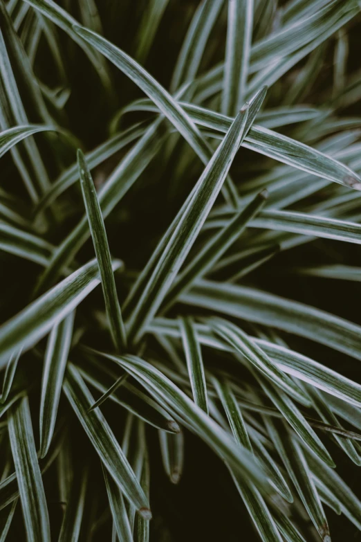 a close up of a plant with green leaves, unsplash, square lines, grey, detailed grass, tropical plants