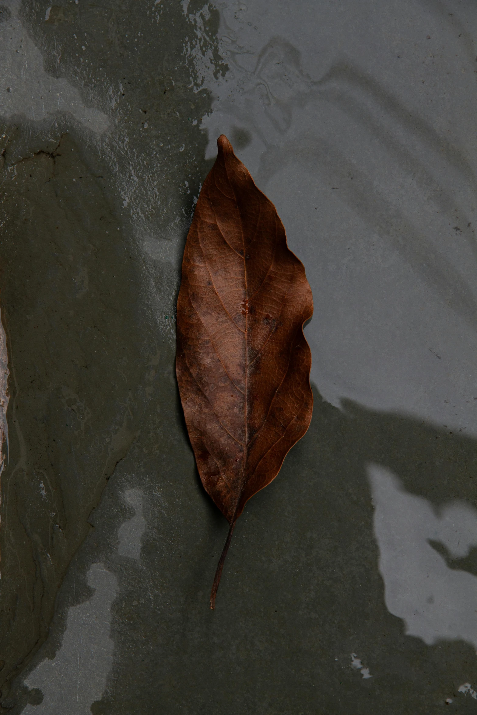 a brown leaf floating on top of a body of water, an album cover, wet concrete, promo image, detail shot, dark