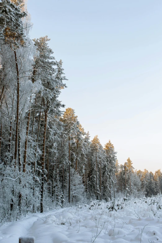 a forest filled with lots of snow covered trees, inspired by Eero Järnefelt, unsplash, shot at golden hour, blue sky, historical, panoramic