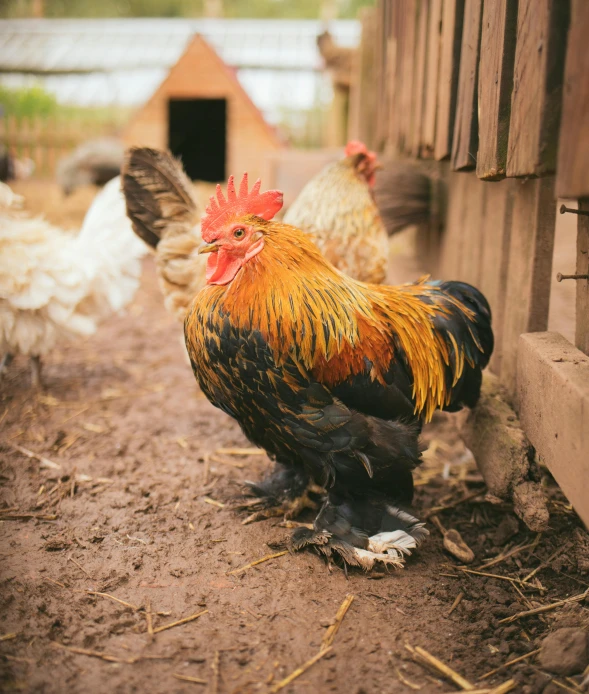 a group of chickens standing next to a wooden fence, by Rachel Reckitt, unsplash, shows a leg, fur with mud, high quality photo, a handsome