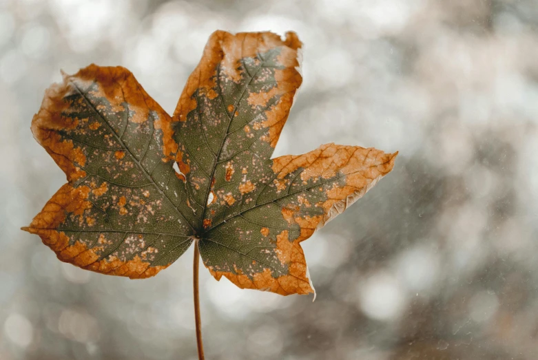 a close up of a leaf in the snow, trending on pexels, visual art, green and brown tones, thumbnail, maple tree, dull flaking paint