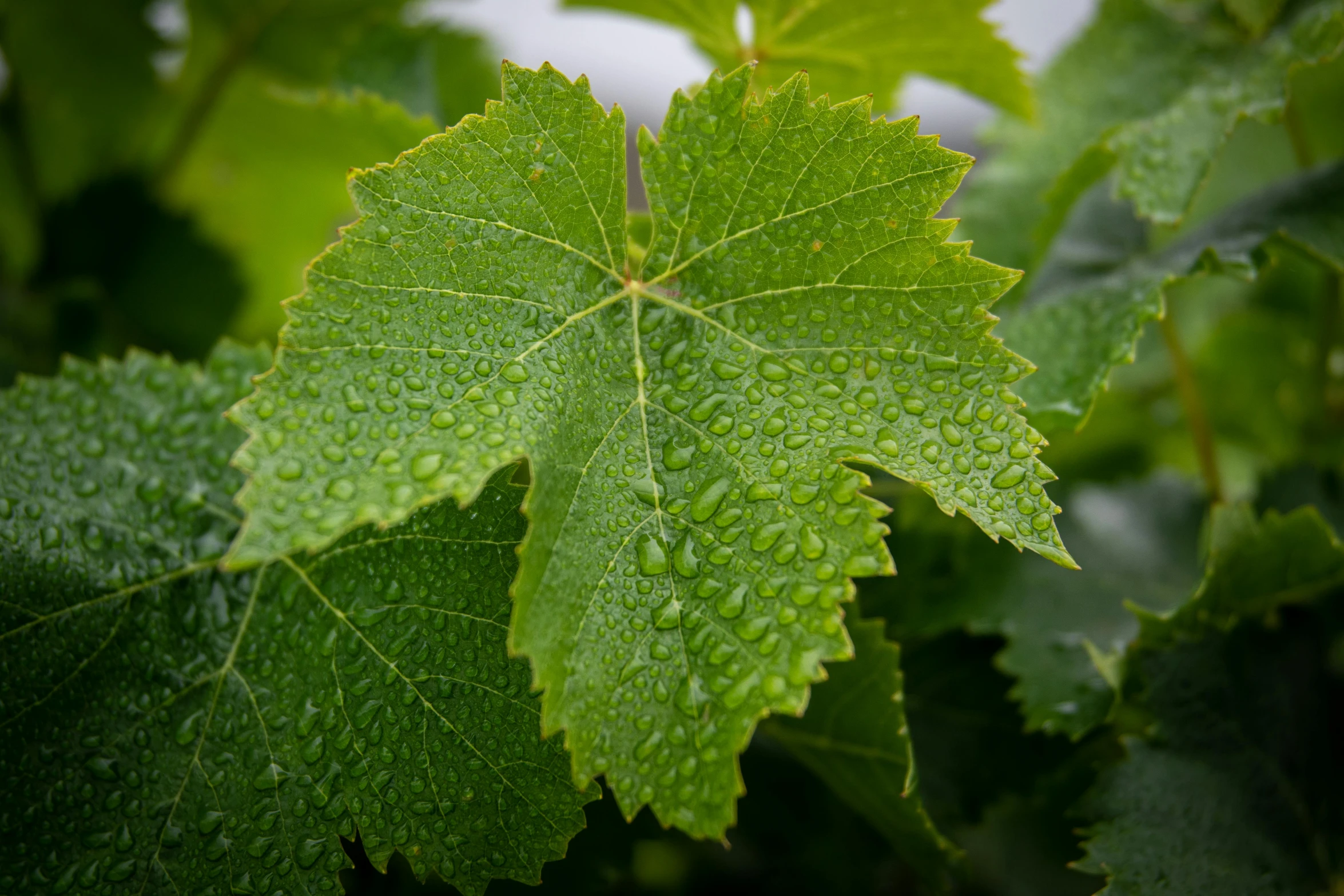 a close up of a leaf with water droplets on it, by Jessie Algie, unsplash, renaissance, vineyard, highly detailed in 4k, high quality product image”, high details photo