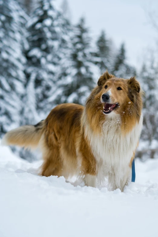 a brown and white dog standing in the snow, pexels contest winner, very fluffy, whistler, blue, multiple stories