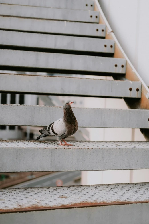 a pigeon sitting on top of a metal bench, stairways, unsplash photography, brown, smol