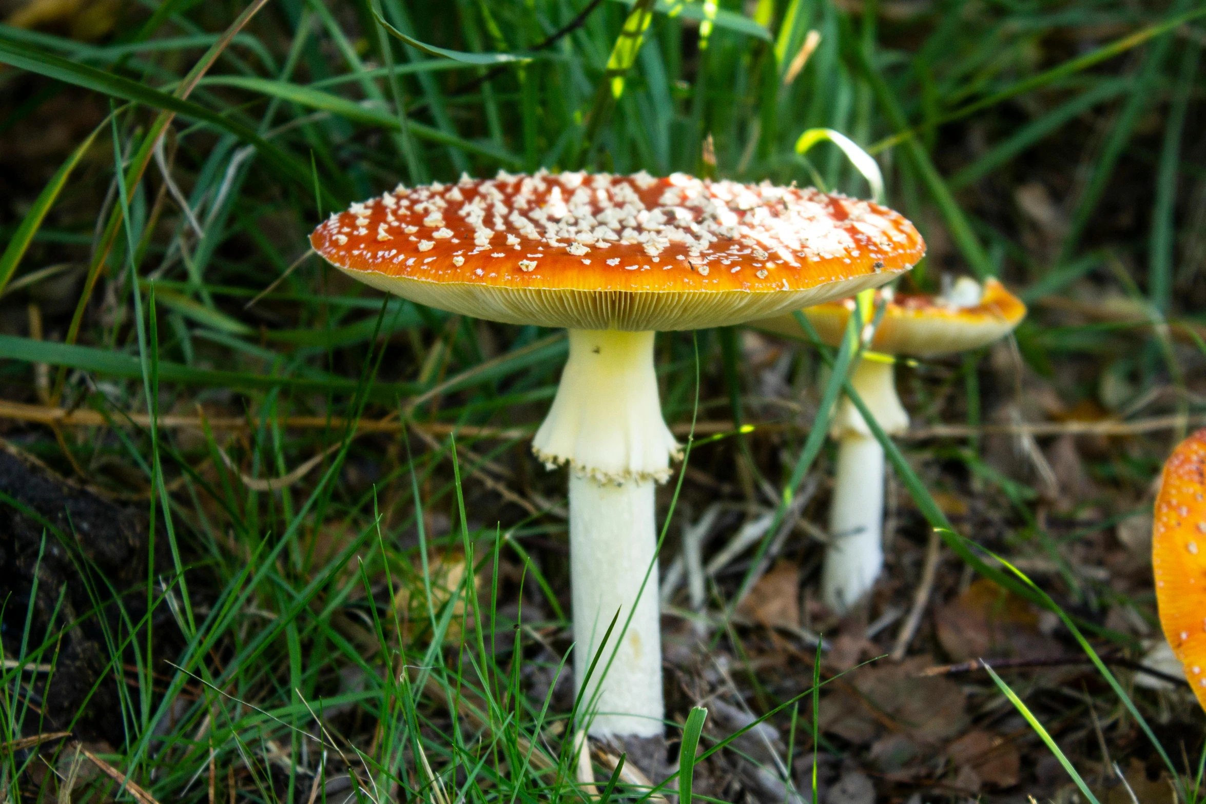 a couple of mushrooms that are in the grass, by Dietmar Damerau, unsplash, hurufiyya, vibrant orange, speckled, giant mushroom, white