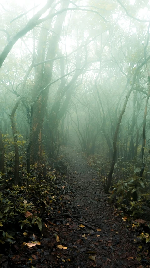 a path in the middle of a forest on a foggy day, an album cover, inspired by Elsa Bleda, an overgrown, an eerie, dramatic ”