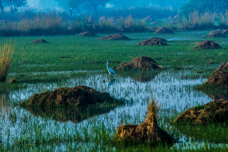 a bird that is standing in some water, by Sudip Roy, pexels contest winner, land art, serene field setting, blue and green, misty swamp, farming