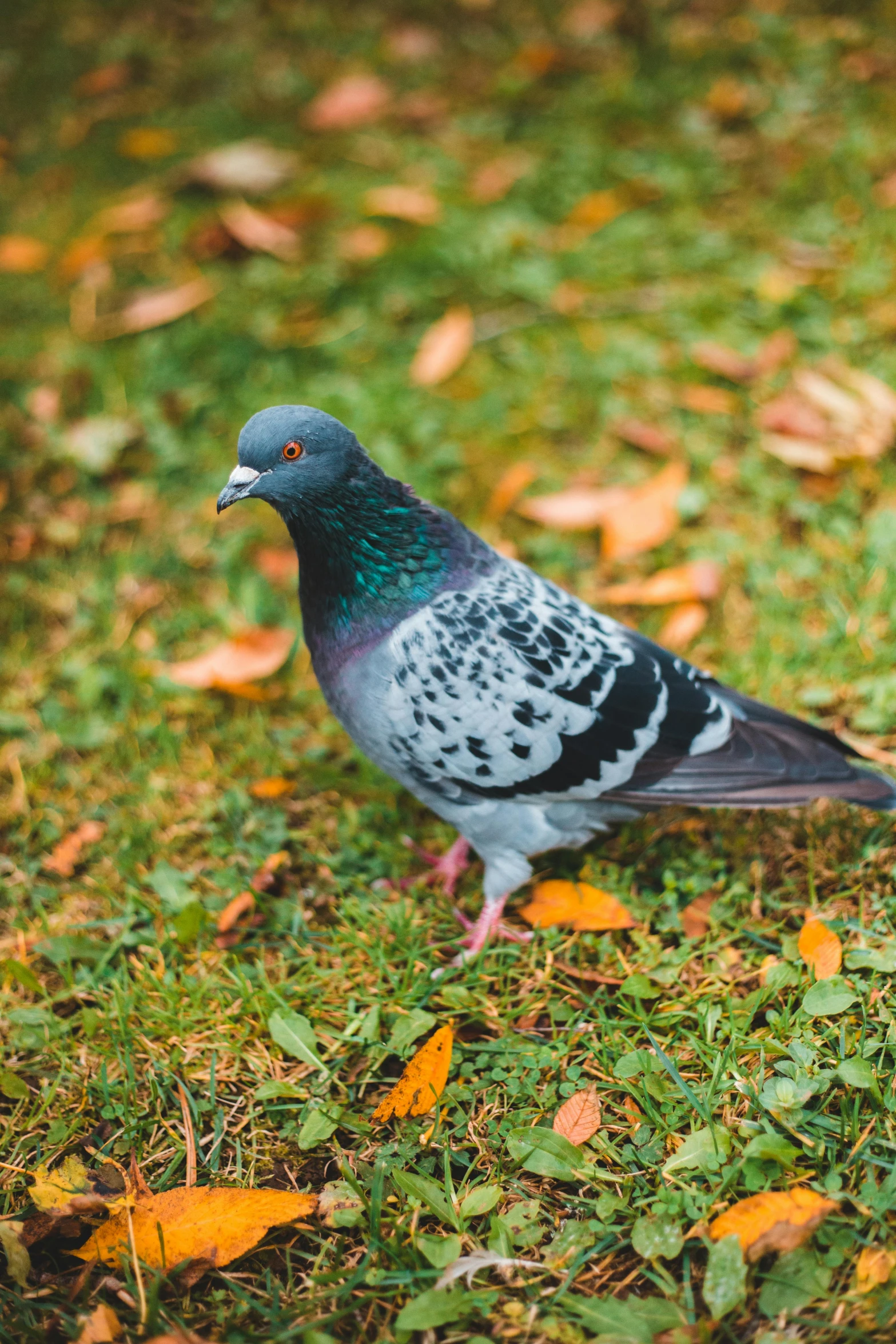 a pigeon that is standing in the grass, sitting on a leaf, glasgow, multicoloured, on ground