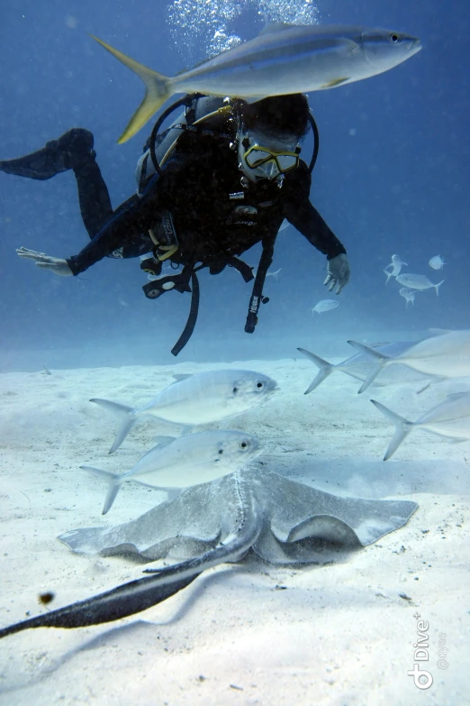 a person diving in the ocean with a lot of fish, jill stingray, white, grey, biker