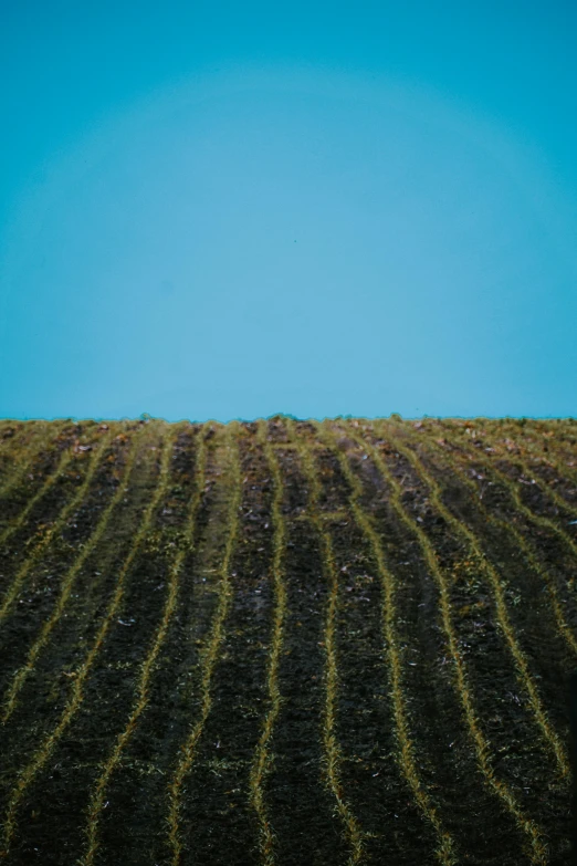 a field with a blue sky in the background, on top of a hill, with black vines, abstract photography, square lines