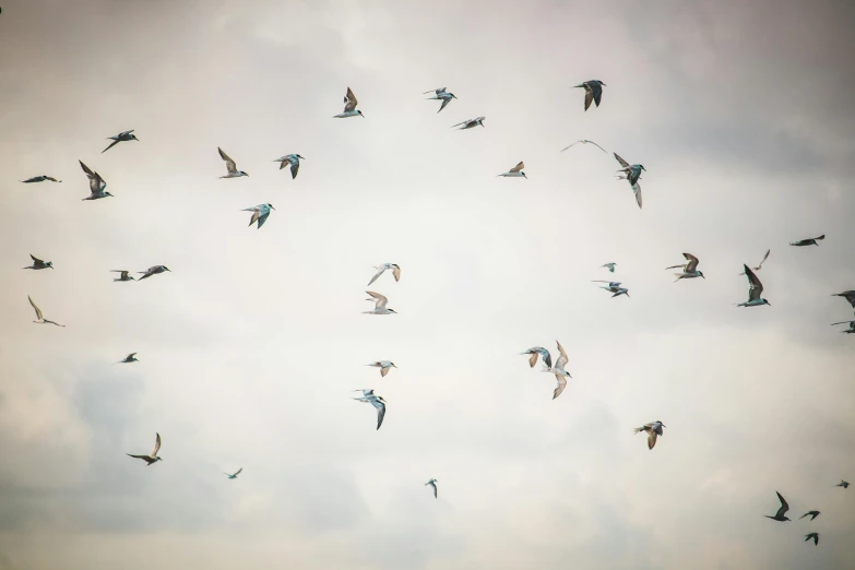 a flock of birds flying through a cloudy sky, inspired by Zhang Kechun, unsplash, tropical birds, archival pigment print, dwell, afternoon hangout