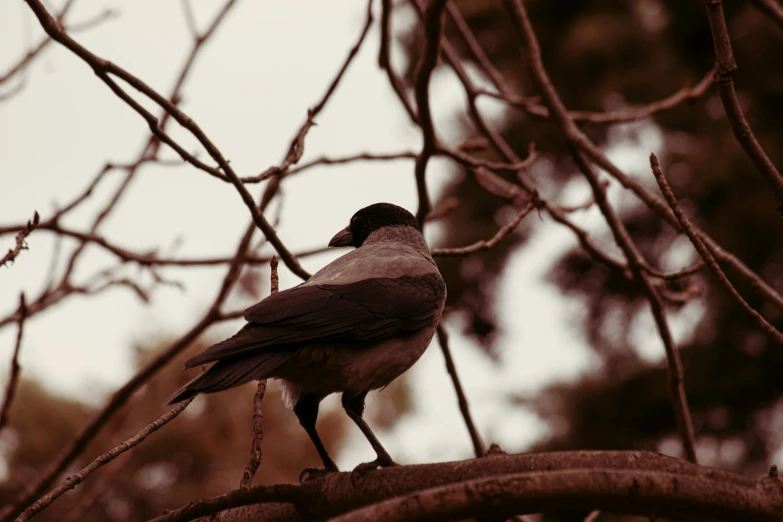 a black and white bird sitting on top of a tree branch, unsplash, baroque, dressed in a gray, half body photo, facing away, low iso
