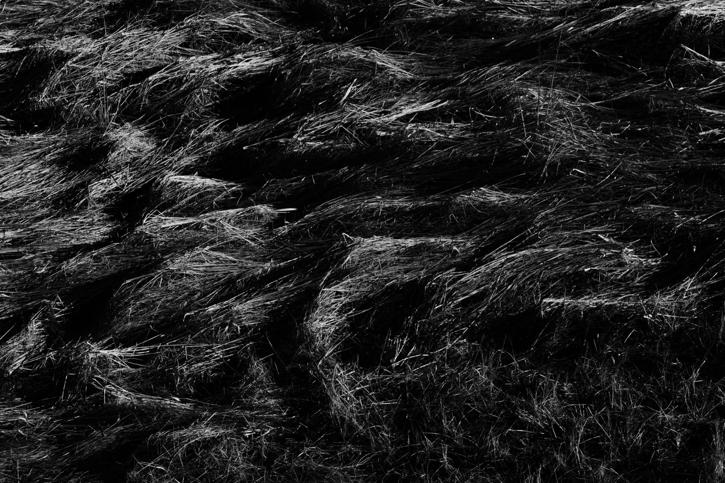 a black and white photo of a field of grass, by Kristian Zahrtmann, conceptual art, fur texture, hay, dark filaments, ropes