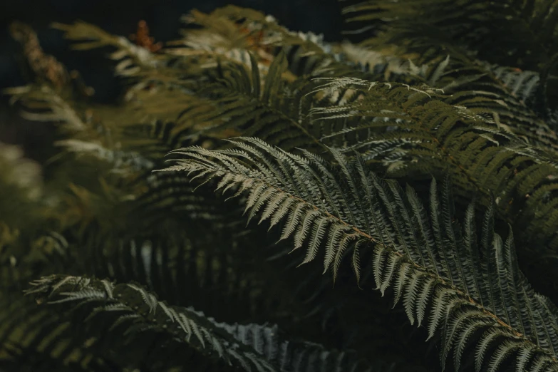a close up of a plant with lots of leaves, an album cover, inspired by Elsa Bleda, unsplash contest winner, australian tonalism, tree ferns, alessio albi, medium format. soft light, black fir