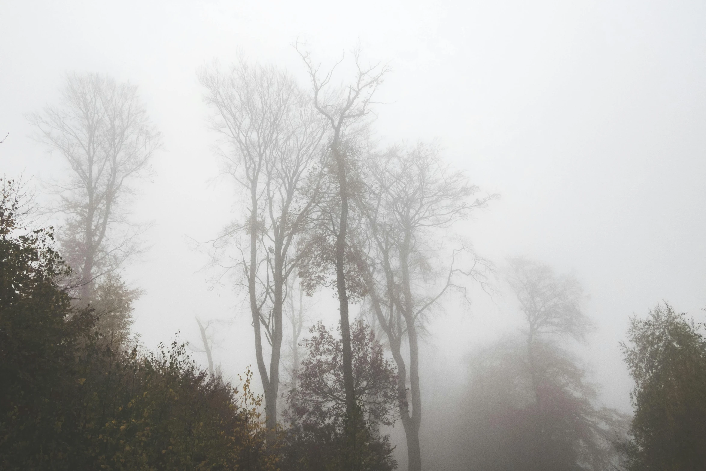 a group of trees that are standing in the fog, inspired by Elsa Bleda, pexels contest winner, romanticism, ((trees)), light grey mist, autumnal, grey