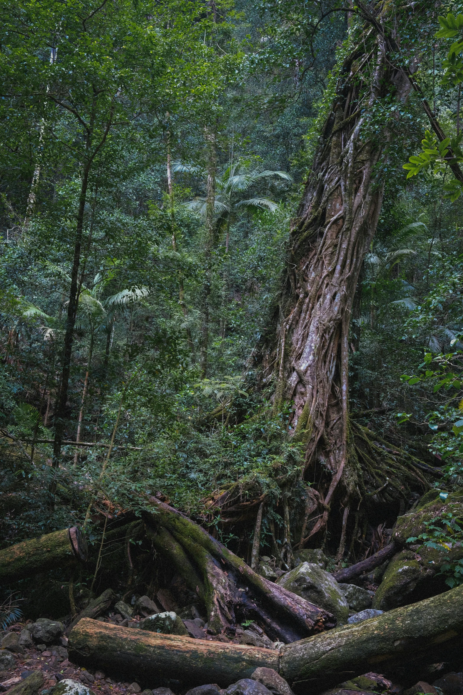 a fire hydrant sitting in the middle of a forest, an album cover, unsplash contest winner, australian tonalism, buttress tree roots, wet lush jungle landscape, massive wide trunk, as seen from the canopy