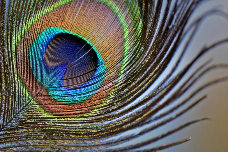 a close up view of a peacock feather, by Jan Rustem, fine art print, eyes are rainbow spirals, by greg rutkowski, dynamic closeup