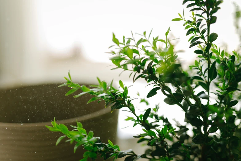 a close up of a potted plant on a table, by Daniel Lieske, trending on unsplash, happening, with soft bushes, rain and haze, pestle, close up of iwakura lain