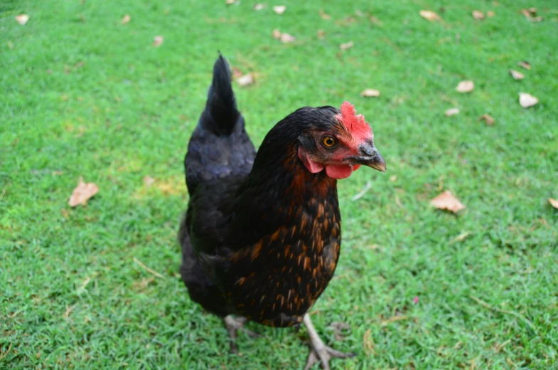 a chicken standing on top of a lush green field, an album cover, pexels, black, beautiful animal pearl queen, rusty, australian