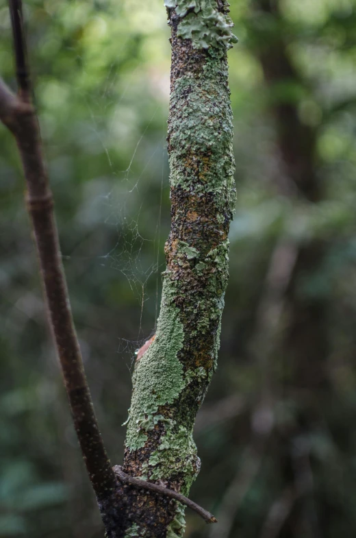 a small bird sitting on top of a tree branch, a stipple, hurufiyya, overgrown with huge rare fungus, in a jungle, up-close, webs