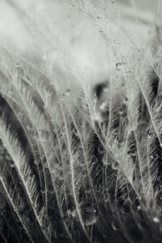 a black and white photo of a bunch of feathers, a macro photograph, unsplash, lyrical abstraction, dew, crystal forest, palms, today\'s featured photograph 4k